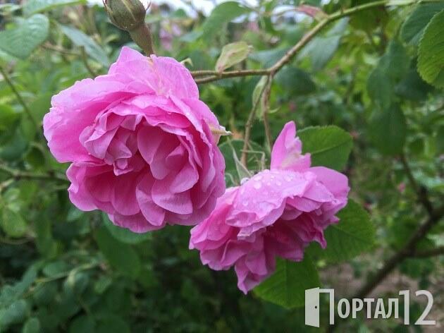 рози - розобер